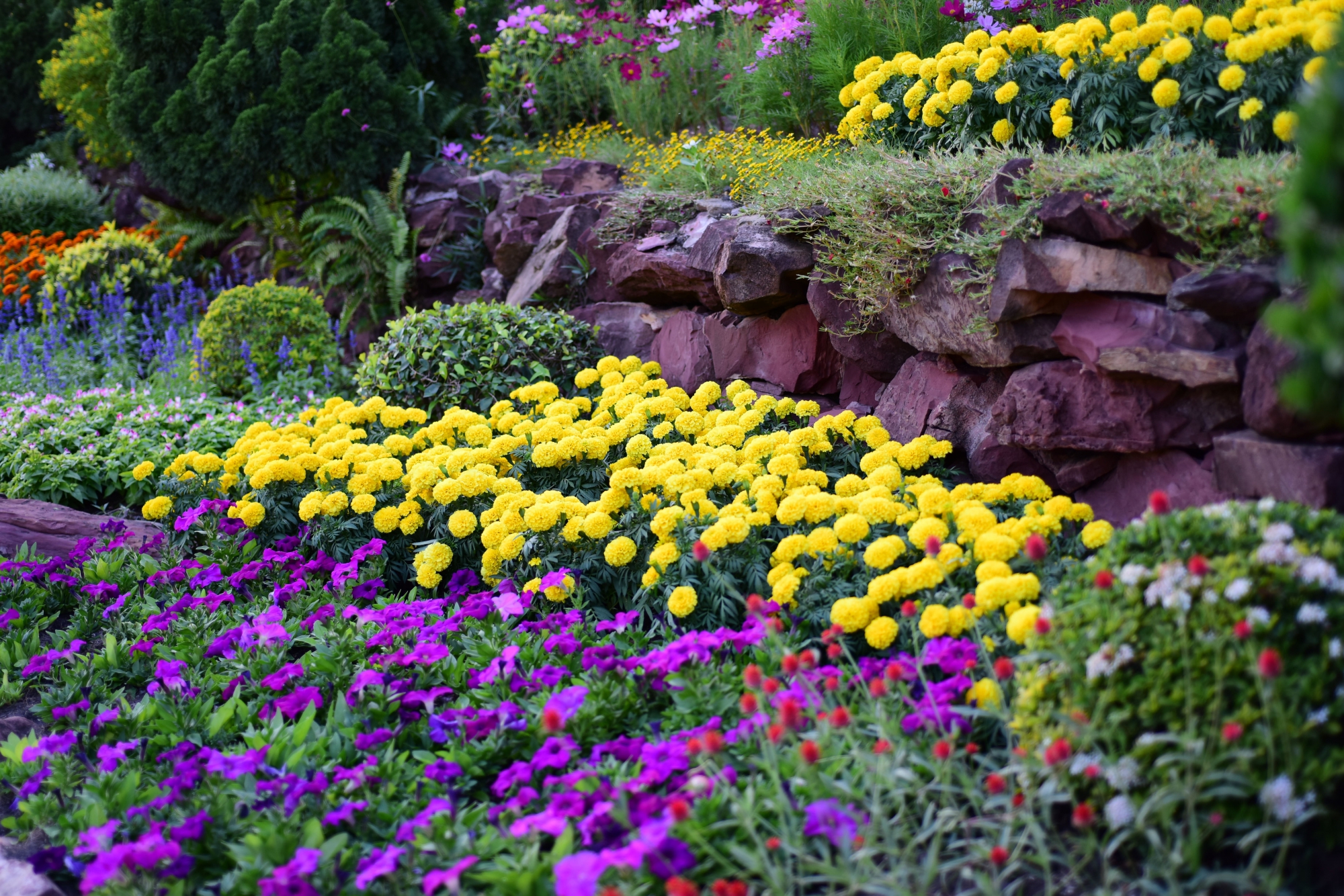 Parterre et massif décoratif